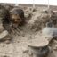 Hallan estructura prehispánica con osamentas humanas en templo de Cusco