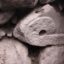 Descubren oráculo Chavín, de 3,000 años, en templo de complejo arqueológico lambayecano de Congona