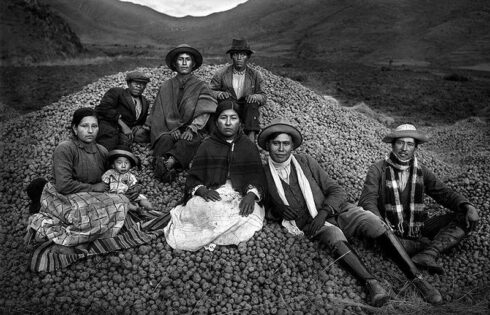 Martin Chambi cosecha papas