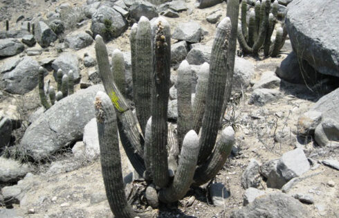 cerro campana caminata 111