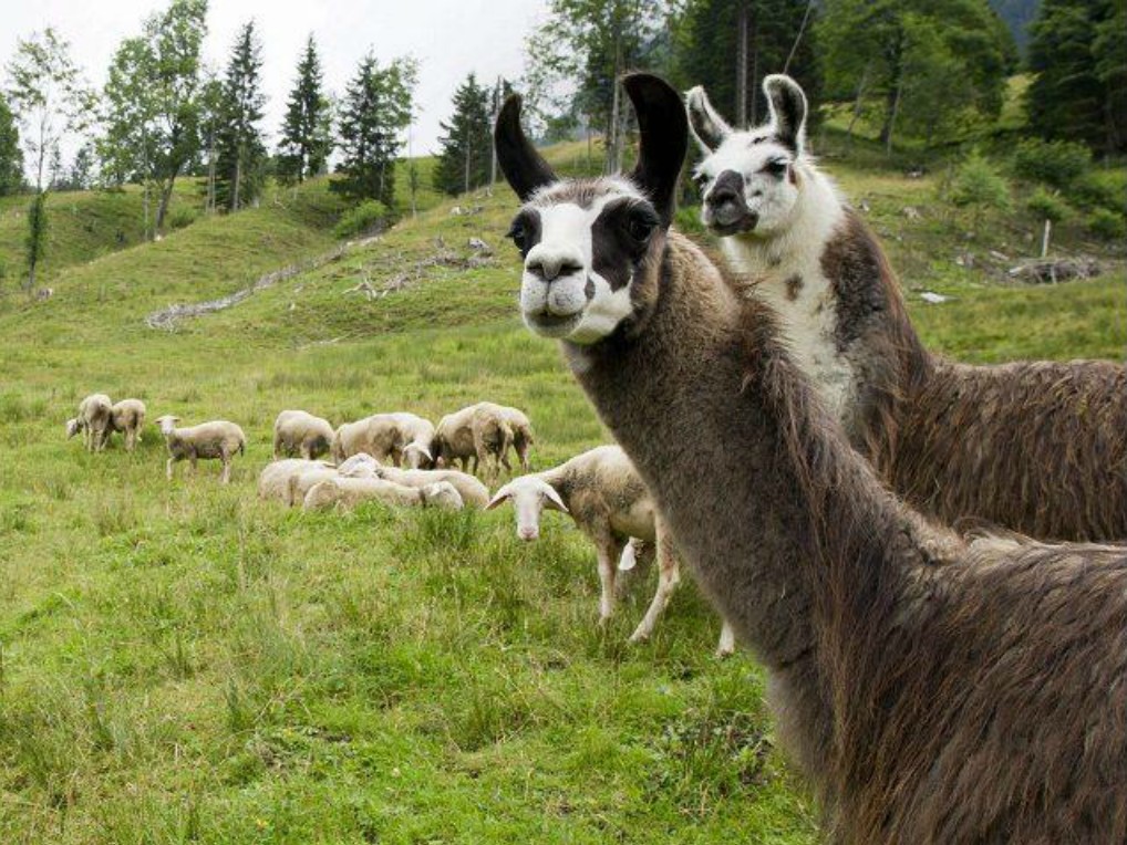 Llamas