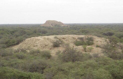bosque01