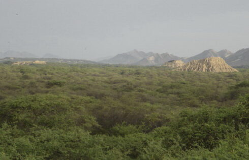 bosque02