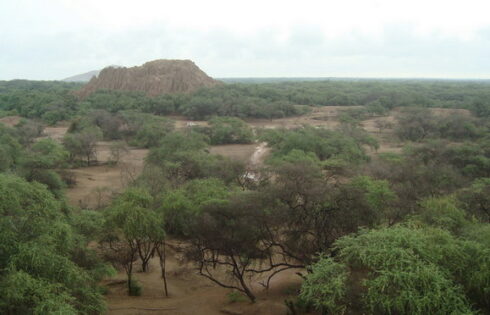 bosque03