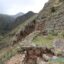 Reserva Nacional del Titicaca: biodiversidad singular