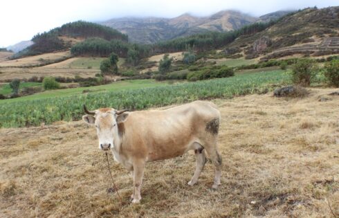 Quillarumiyoc Anta Cusco 98