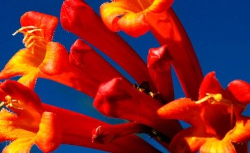 la flor de qantu flor sagrada de los incas 2