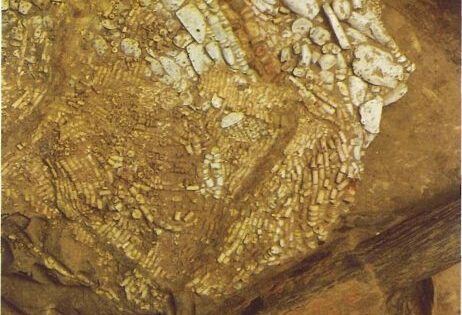 Tumba de la Huaca Loro, Cultura Sican, Arqueologia del Peru